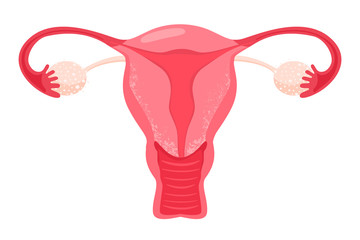 Gynecology illustration. Woman reproductive health illustration with uterus. Vector illustration on white background.