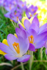 zarte lila und gelbe crocus vernus auf Wiese