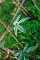 flower in the garden leaves