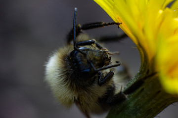 bee on flower