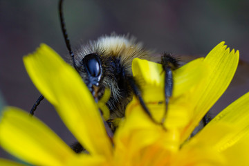 bee on flower