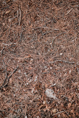 Forest Floor