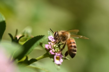Honeybee on lantana Flowers