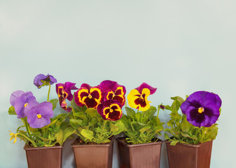 Seedling of colorful pansy flowers in pots as a border on blue background.
