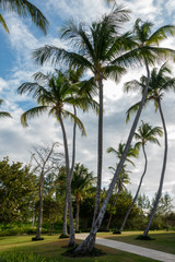 Fototapeta na wymiar Palm Trees in Punta Cana Beach