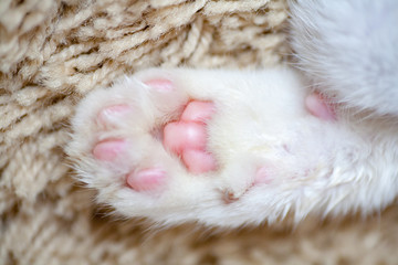 Paws cat close-up