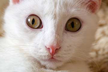 White cat albino