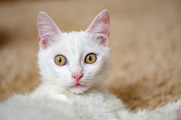 White cat albino