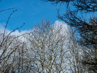 OLYMPUS DIGITAL CAMERA - HEDGEROW 