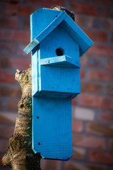 birdhouse wooden copyspace home