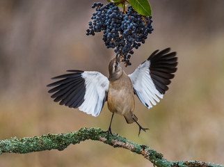 White banded Mockingbird, Patagonia, Argentina