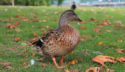duck on the grass