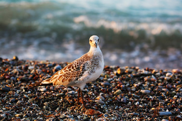 Sea gull on stone beach of Aegean sea close up photo