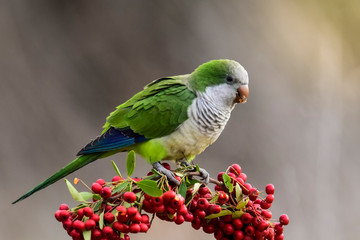 Parakeet,feeding on wild fruits, La Pampa, Patagonia, Argentina