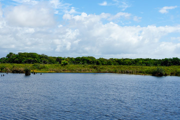 Tropical rain forest, jungle in Brazil. Green wetland forest with river, lush ferns and palms trees. Praia do Forte, Brazil
