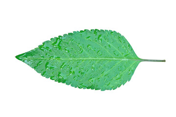 Fototapeta na wymiar Green leaf with water drop isolated on white backckground. Clipping path.