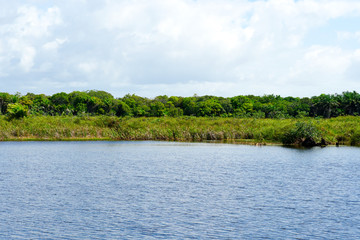 Tropical rain forest, jungle in Brazil. Green wetland forest with river, lush ferns and palms trees. Praia do Forte, Brazil