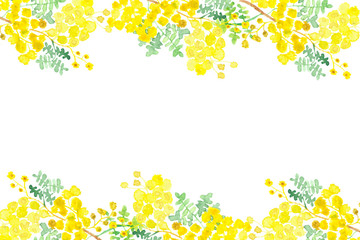 Watercolor lush banner of flowers and branches of Mimosa on a white background. Hand painted, spring yellow illustration for beautiful design, with space for text.