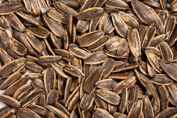 Pile of sunflower seed closeup for background.