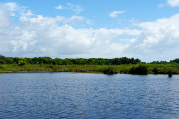 Tropical rain forest, jungle in Brazil. Green wetland forest with river, lush ferns and palms trees. Praia do Forte, Brazil