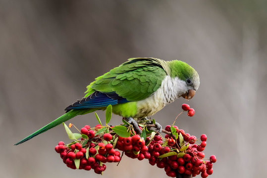 Parakeet,feeding on wild fruits, La Pampa, Patagonia, Argentina