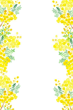 Watercolor flower Mimosa. Hand painted, spring yellow illustration for beautiful design, with space for text.
