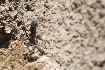 The lizard sits on a stone. Merges with the background camouflaged