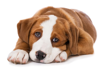 Swiss mountain dog puppy isolated on white background