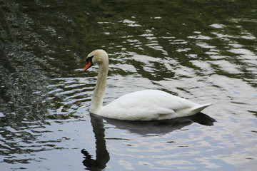 Fototapeta premium Lonely white Swan floating on the water with folded wings