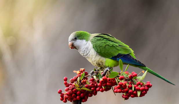 Parakeet,feeding on wild fruits, La Pampa, Patagonia, Argentina