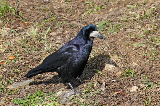 Adult Rook or Corvus frugilegus in wild, Belarus 