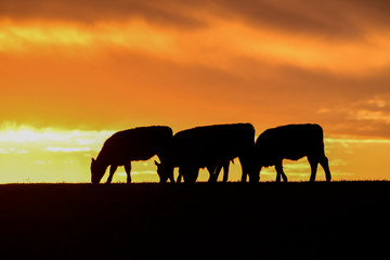 Obraz na płótnie Canvas Steers fed with natural grass, Pampas, Argentina
