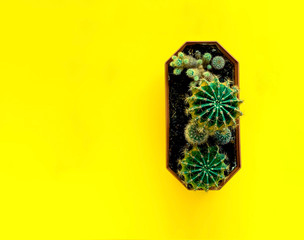 Little color cacti on bright yellow  background. 