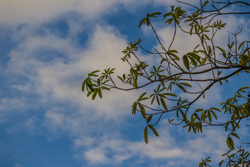 Green tree branches on blue sky and white cloud background. Silhouette green leaves on trees under cloudy bright blue sky. Cerbera odollam tree, known as the suicide tree, pong-pong, and othalanga.