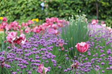 The ranks of a variety of beautiful garden flowers and clover