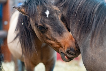 Little horse with his mother, love mother son