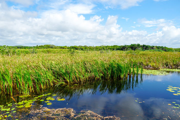 Tropical rain forest, jungle in Brazil. Green wetland forest with river, lush ferns and palms trees. Praia do Forte, Brazil