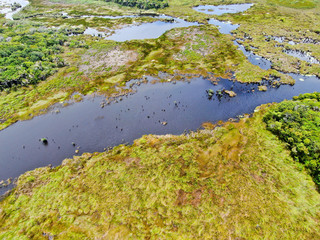 Aerial view of tropical rain forest, jungle in Brazil. Green Wetland forest with river, lush ferns and palms trees. Praia do Forte, Brazil