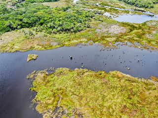 Aerial view of tropical rain forest, jungle in Brazil. Green Wetland forest with river, lush ferns and palms trees. Praia do Forte, Brazil