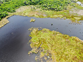 Aerial view of tropical rain forest, jungle in Brazil. Green Wetland forest with river, lush ferns and palms trees. Praia do Forte, Brazil