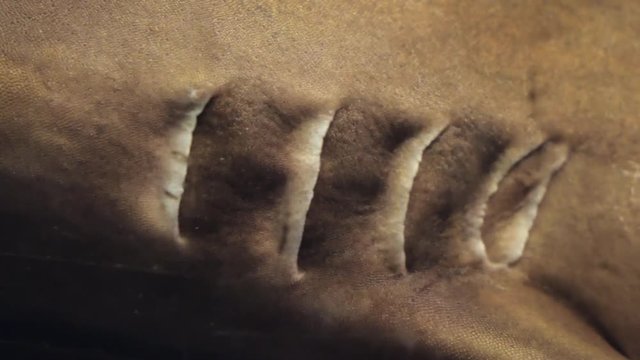 Shark gills under water. Breathing fish. Evolutionary Biology. Extremely close-up