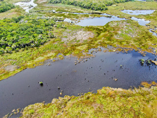 Aerial view of tropical rain forest, jungle in Brazil. Green Wetland forest with river, lush ferns and palms trees. Praia do Forte, Brazil