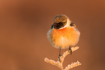 Stonechat 00003