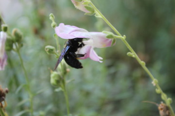 Nature of existance