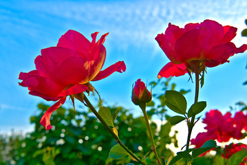 Red roses against the blue sky.