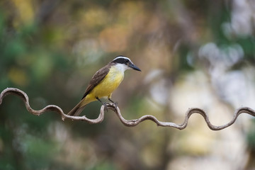 Great Kiskadee, Pantanal,Brazil