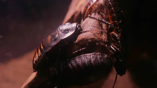 Small group of giant cockroaches is sitting in a tree branch. Tropical wild fauna