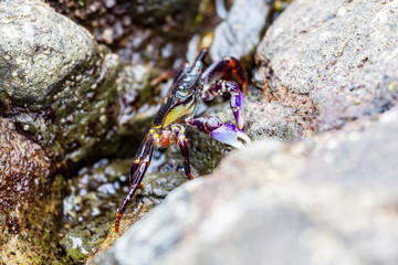 Beach crab Piha Beach, North Island, New Zealand