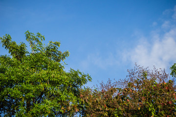 Fototapeta premium Green leaves and red flowers frame with blue sky background and copy space. Nature frame of green leave branches on blue sky background. Green leaves of the forest against the blue sky and white cloud