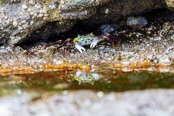Beach crab Piha Beach, North Island, New Zealand